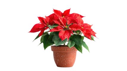 poinsettia flower in pot red christmas plant festive decoration blooming leaves holiday floral arrangement isolated on white background