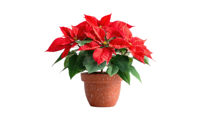 poinsettia flower in pot red christmas plant festive decoration blooming leaves holiday floral arrangement isolated on white background