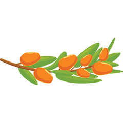 Seaberry Branch With Orange Berries and Green Leaves on Transparent Background Vector Illustration