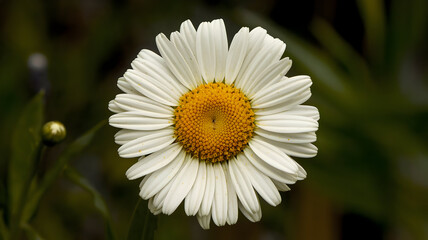 Fototapeta premium A bright yellow daisy flower in a summer garden with a bee on it