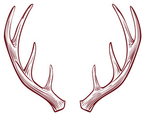 Hand drawn deer antlers vector illustration wildlife nature design element