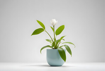 White Vase with Green Leaves and White Flowers on Gray Background