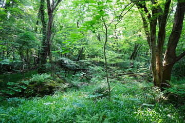 Fototapeta premium primeval forest in the spring sunlight