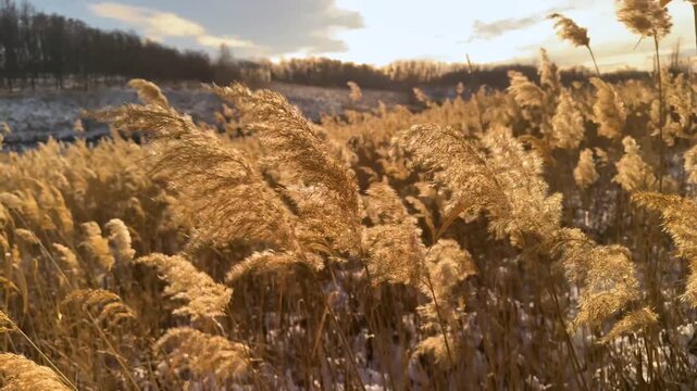 tall beautiful grass grows near lakes and swamps, sedge and reeds, gently fluttering in the wind at sunset