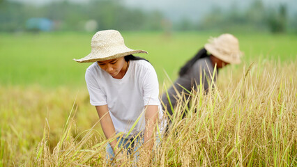 Young southeast asian woman rice farmer harvesting rice in paddy field or farm in indonesia, asia,...