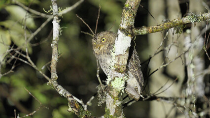 scops owl or otus manadensis bird on tree branch in the wild in napu, central sulawesi, indonesia