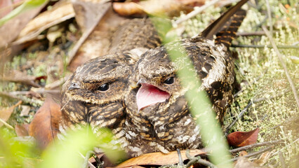 closeup, satanic or diabolical nightjar bird, eurostopodus diabolicus, couple in the wild in napu, central sulawesi, indonesia