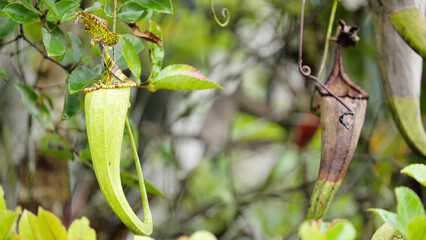 Nepenthes maxima pitcher plant in the wild, central sulawesi, indonesia, closeup