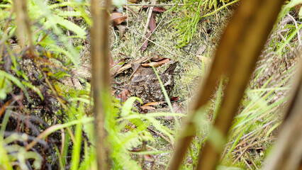 A pair of satanic or diabolical nightjar crepuscular bird species endemic sulawesi, indonesia, camouflaged