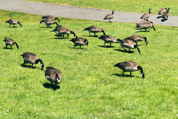 Flock of Canadian Geese browsing through a large grassy lawn. Taken while walking in the Seattle urban area on a clear July day, specifically in the Gas Works Park.