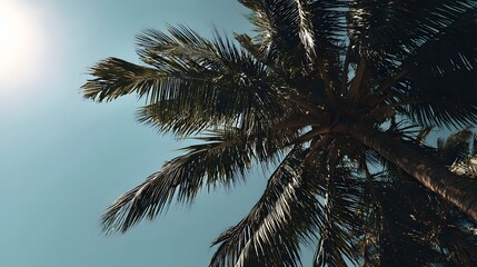 Tall palm tree canopy dominates the bright, sunlit tropical sky view from below