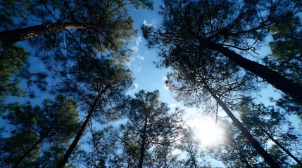 Tall evergreen tree silhouettes frame a bright sun flare against a vivid blue sky.