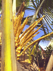 Golden Coconut Flowers Blooming on Palm Tree