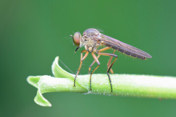 Robberfly  on  leaf