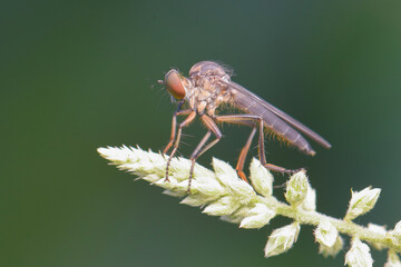 Robberfly  on  leaf
