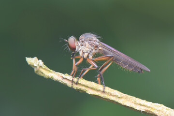 Robberfly  on  leaf