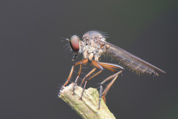 Robberfly  on  leaf