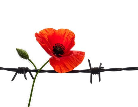 A vibrant red poppy flower next to a strand of rusted barbed wire - Powered by Adobe