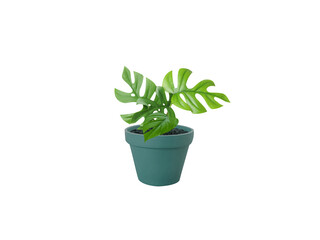 Rhaphidophora pertusa or Monstera pertusa pot plant isolated on a white background