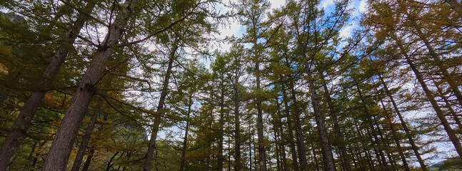 秋の上高地の梓川沿岸の唐松のパノラマ風景