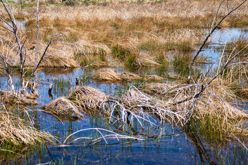 Plants in water in Buffalo, Wyoming