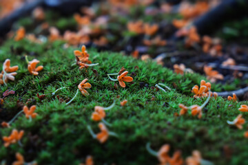 Fototapete bei efototapeten.de bestellen   