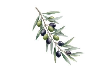 A watercolor illustration featuring an olive branch with green and black olive berries in the background.

