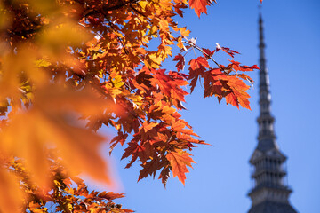 The city of Turin in autumn