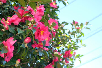 pink camellia sasanqua in full blooming