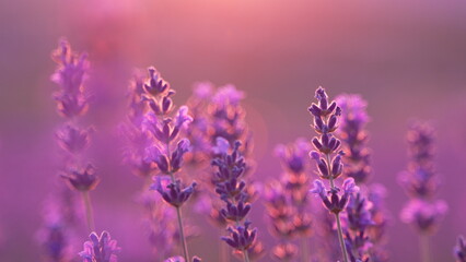 Lavender Flowers Sunset: Purple blooms in field glowing at dusk, tranquil natural beauty.
