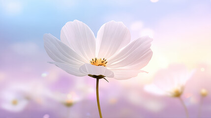 Delicate white flower with soft petals stands gracefully against dreamy pastel background, evoking sense of tranquility and beauty