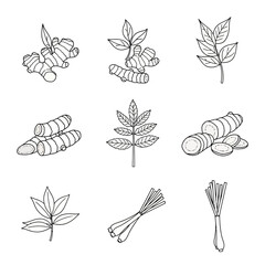 Collection of botanical illustrations of herbs and spices