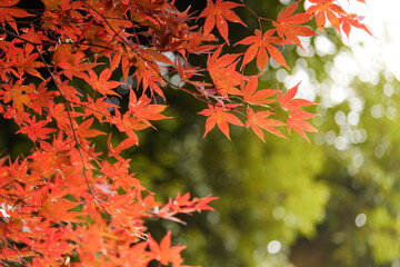 Autumn, close-up of maple trees, the season of autumn leaves
