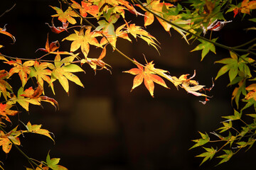 Autumn, close-up of maple trees, the season of autumn leaves
