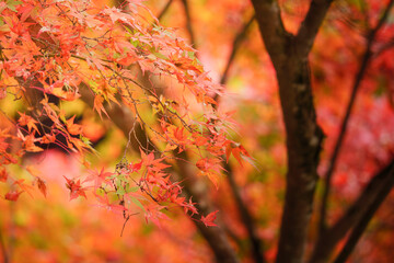Autumn, close-up of maple trees, the season of autumn leaves