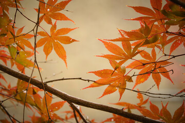 Autumn, close-up of maple trees, the season of autumn leaves
