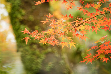 Autumn, close-up of maple trees, the season of autumn leaves