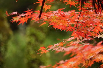 Autumn, close-up of maple trees, the season of autumn leaves