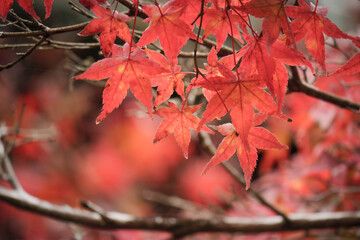 Autumn, close-up of maple trees, the season of autumn leaves