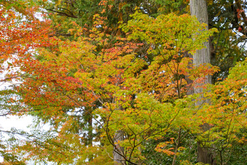 Autumn leaves swaying in the wind