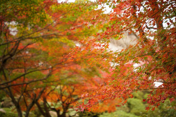 Autumn leaves swaying in the wind