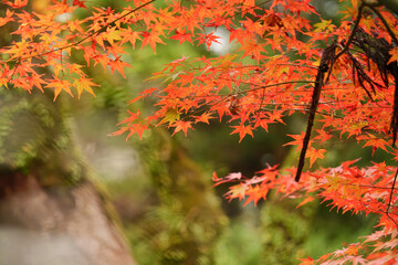 Autumn, close-up of maple trees, the season of autumn leaves