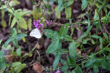 Blooming flowers with butterfly, in the garden