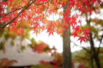 Autumn, close-up of maple trees, the season of autumn leaves