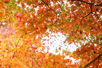 Autumn leaves, sunlight, the beautiful season of fall