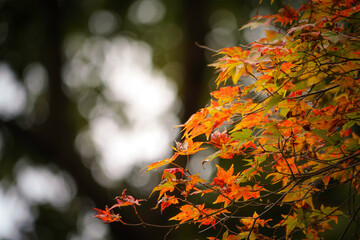 Autumn, close-up of maple trees, the season of autumn leaves