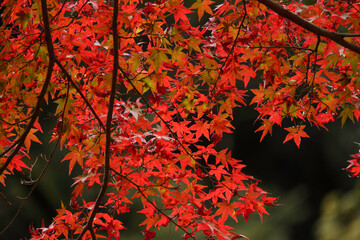 Autumn leaves, sunlight, the beautiful season of fall