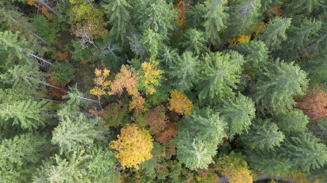 Aerial view of the colorful autumn forest around lake Badersee in the town of Grainau in Bavaria