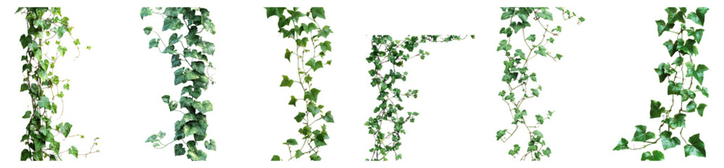 Fototapeta premium Lush Green Ivy Leaves Isolated on a Transparent Background for Design Isolated Transparent Background