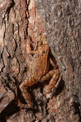 A small brown frog (Rana/Lithobates sylvaticus) is on dried leaves and forest ground in an extreme macro